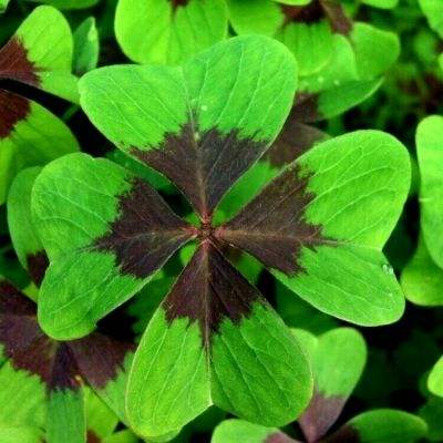 油漆比赛游戏下载